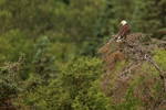 Bald Eagle perched on tree top, Brooks Falls, Alaska
