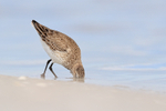 Dunlin probing deeply for food, Fort De Soto Park, Florida