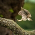 Jump