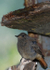 Black redstart