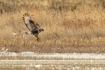 Rough-legged Hawk takes off, Bosque del Apache, New Mexico