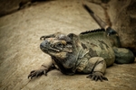 Rhinosceros Iguana-RLP_1485