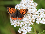 Small Copper showing upper wings on Yarrow, Arne RSPB Nature Reserve