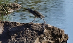 African Bittern