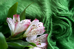 Flowers Set 04 - 09