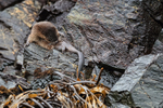 Marine Otter grooming, Chanaral Island, Chile