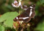 White Admiral