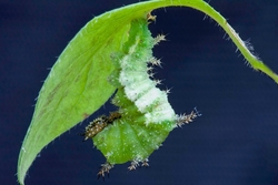White Admiral Larvae about to pupate