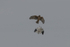 Hen Harrier (pair)