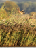 Hen Harrier hovering above the reeds at Otmoor RSPB