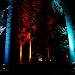 Illuminated Forest 1