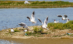 RSPB Minsmere 6May22-32