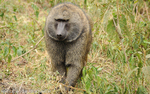 Big male olive baboon.