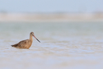 Marbled Godwit standing in lagoon, Fort De Soto Park, Florida
