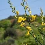 Spanish broom (Spartium junceum)