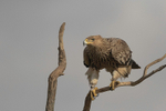 Eastern Imperial Eagle