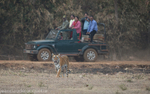 Maya the star of Tadoba.