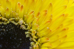 Flower - 1826