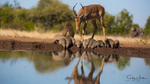 Impala Reflection 4