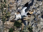Gannet