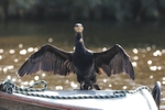 Cormorant