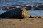 Grey Seal Bull