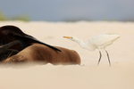 Cattle Egret eyes insect flying over Galapagos Sea Lion, Espanola