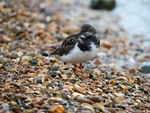 Turnstone