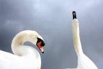 Posing Mute Swans