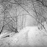 Winter Path (square format)