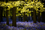 Bluebells 01