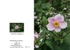 Autumn 2  Anenome Japonica
