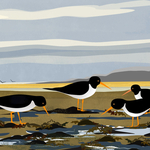 Oystercatchers at the shoreline
