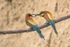Bee-Eater