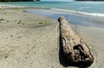 A driftwood log on the beach at Spring Bay