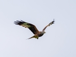 Red Kite