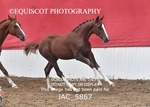JAC_5867