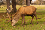 Stags in Tatton Park-5