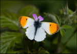 Orange Tip Butterfly 2