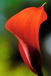 Zantedeschia 4