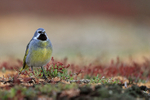 White-bridled Finch portfolio