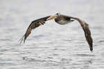 Peruvian Pelican flying, Chilean coast