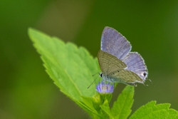 Forget-me-not
