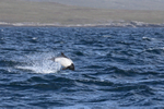 Commerson's Dolphin jumping, Falklands