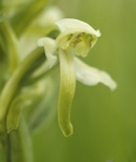 Lesser butterfly orchid