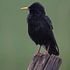 Starling