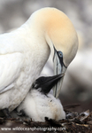 SBG040: Parent & Chick