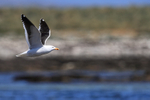 Kelp Gull flying wings up, Carcass Island, Falklands