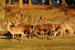 Red Deer Herd - Bradgate Park