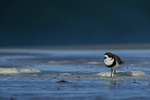 Two-banded Plover standing still, Sea Lion Island